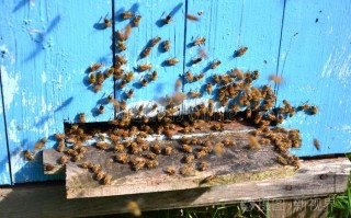 蜜蜂泌蜡筑巢过程（蜜蜂用蜂蜡筑造蜂房属于什么行为）