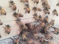 中华蜜蜂有杂交蜂种吗（中华蜜蜂有杂交蜂种吗）