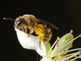 蜜蜂花粉是如何形成的（蜜蜂花粉是怎么形成的）