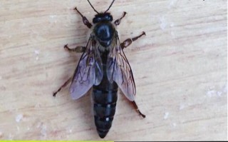 蜜蜂蜂王远东黑蜂（蜜蜂黑王的优点和缺点）