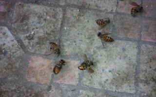 防蜜蜂的办法（蜜蜂怎么防虫害?）
