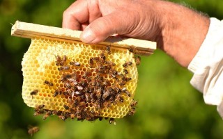 养殖蜜蜂有几种（蜜蜂的养殖蜜蜂）