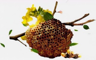 蜜蜂爬很多在筒外是为什么（蜜蜂爬在箱壁上是什么原因）