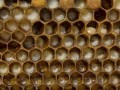 半脾蜜蜂可以分两群吗（半脾蜜蜂多久才能养到两脾蜂）