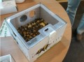 蜜蜂怎样长途运输（蜜蜂运输时间最多有几天）