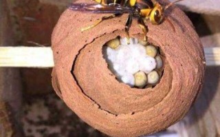 蜜蜂可以用来养胡蜂吗（蜜蜂可以用来养胡蜂吗）