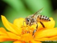 蜜蜂中的工蜂主要吃（蜜蜂中的工蜂是什么）