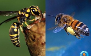 蜜蜂的蜂可以组（蜜蜂的蜂可以组什么词?）