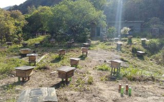 柳州蜜蜂种（柳州蜜蜂养殖场）