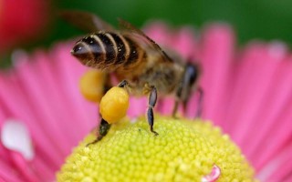 蜜蜂吃花粉还是幼蜂吃（蜜蜂吃的什么花粉产的蜜比较好）