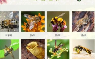 蜜蜂所有种类及图片（蜜蜂的种类图谱）
