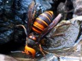 野生蜜蜂有哪些品种（野生蜜蜂属于国家保护动物吗）
