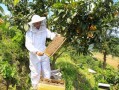 十亩枇杷能养多少蜜蜂（一亩地能栽多少棵枇杷树）