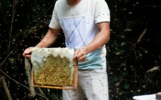 怎样取野生蜜蜂的蜂蜜（野生蜂蜜怎么取蜜糖）