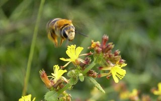 蜜蜂采集的花粉用处（蜜蜂采集的花粉用处是什么）