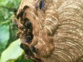 南方野蜜蜂蜂种（南方常见蜂种）