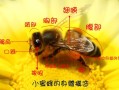 成年蜜蜂的成分与功效（成年蜜蜂图片）