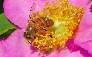 蜜蜂()采蜜（蜜蜂采蜜用哪个部位）