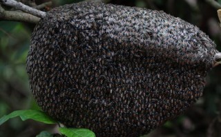 蜜蜂的蜂巢是黑色的能吃吗（蜂巢蜜蜂巢黑色能吃么）