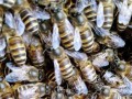 蜜蜂可以长期补充喂养吗（蜜蜂可以长期补充喂养吗）