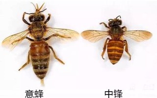 土蜂劝蜜蜂是什么意思（土蜂歌词表达什么意思）