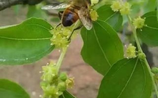 枣树花蜜伤蜜蜂吗（枣花蜜对蜜蜂有毒吗?）