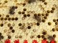 治理蜜蜂棉花虫的方法（蜜蜂棉虫绝使用方法）