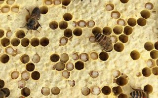 治理蜜蜂棉花虫的方法（蜜蜂棉虫绝使用方法）