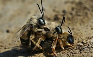 人工蜜蜂交尾（蜜蜂交尾的条件）
