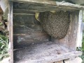 东北冬天蜜蜂（东北蜜蜂室内越冬后期管理）