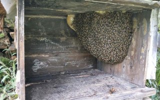 东北冬天蜜蜂（东北蜜蜂室内越冬后期管理）