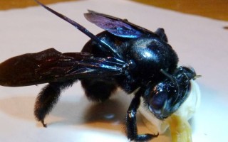 蜜蜂胀肚黑蜂怎么办（蜜蜂肚子黑色）