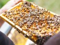 养蜜蜂季节（养蜜蜂几月份开始好）