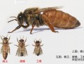 中国蜜蜂有哪些种类图片（中国蜜蜂有哪些种类图片大全）