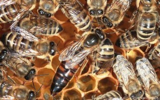 有小蜜蜂的哪些知识（蜜蜂小知识还有哪些?）