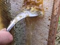 土养蜜蜂取蜜方法（土养蜜蜂取蜜方法图解）