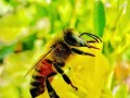蜜蜂怎么办采蜜（蜜蜂怎么采蜜讲解视频）