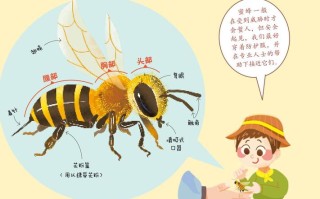 蜜蜂如何吃到下层蜂蜜（蜜蜂怎么把蜜吐出来）