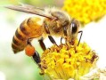 蜜蜂喜欢吃什么味道（蜜蜂喜欢吃什么虫子）