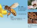 唯蜜蜂花粉的作用是什么（蜜蜂花粉有毒吗）