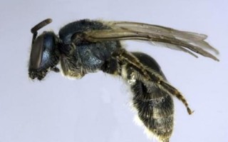 加拿大蜜蜂蜂种（加拿大蜜蜂蜂种有哪些）