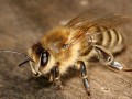 蜜蜂有什么特殊功能（蜜蜂有什么特殊功能吗）