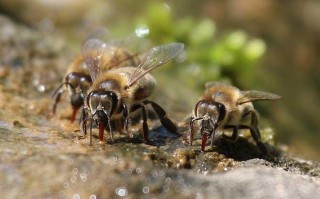 侦查蜂与盗蜜蜂怎样区分（侦查蜂是什么样的）
