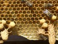 蜜蜂有王台怎么分群（蜜蜂有王台怎么分箱）