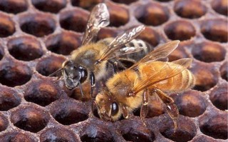 蜜蜂怎么吃方法是什么（蜜蜂怎样吃）
