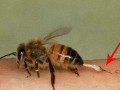 蜜蜂对人有什么作用（蜜蜂对人类的好处和坏处）