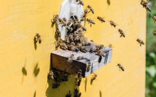 蜜蜂怎么两群合一群（蜜蜂怎么合群?）