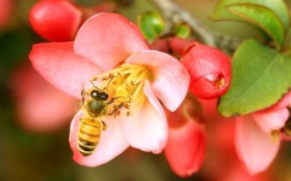 蜜蜂在怎么花丛中采蜜（小蜜蜂怎样在花丛中采蜜动作）
