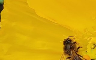 新收的蜜蜂进花粉（蜜蜂釆回来的花粉是做什么用的?）