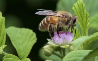 蜜蜂种类常见（蜜蜂种类常见图片）